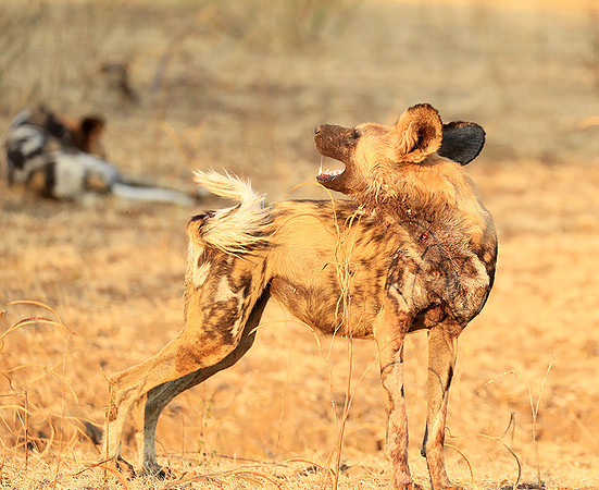 South Luangwa National Park