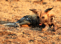 South Luangwa National Park