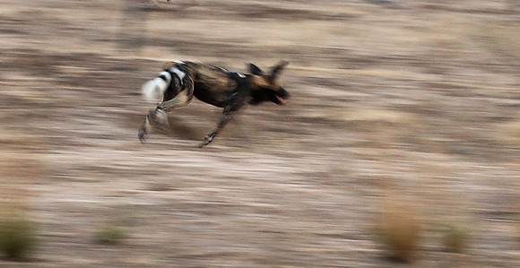 Wild dogs - Lower Zambesi NP