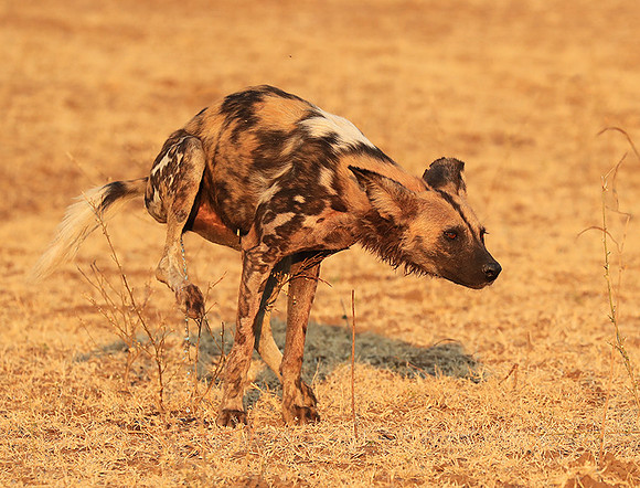 South Luangwa National Park