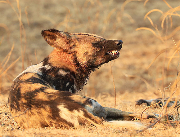 South Luangwa National Park