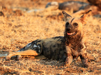 South Luangwa National Park