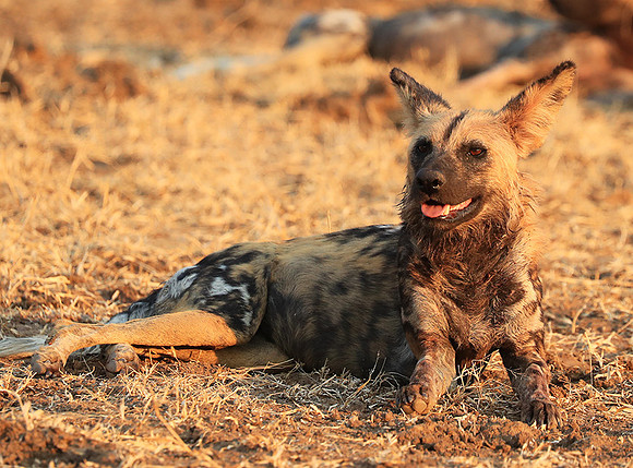South Luangwa National Park
