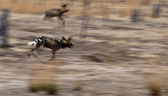Wild dogs - Lower Zambesi NP
