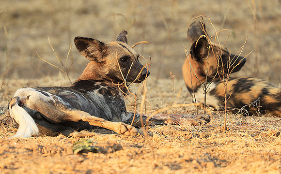 South Luangwa National Park