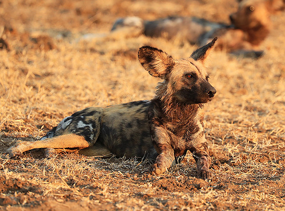 South Luangwa National Park