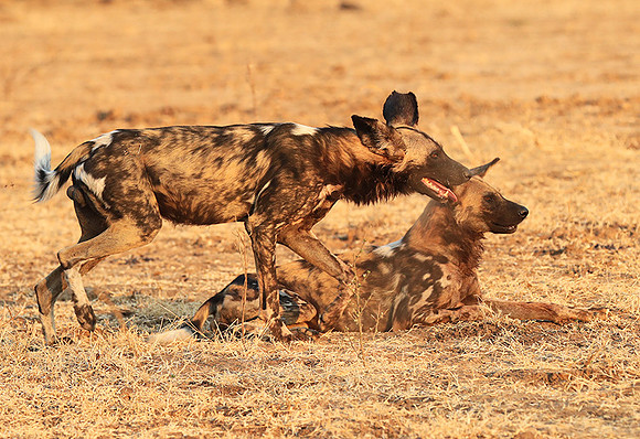 South Luangwa National Park