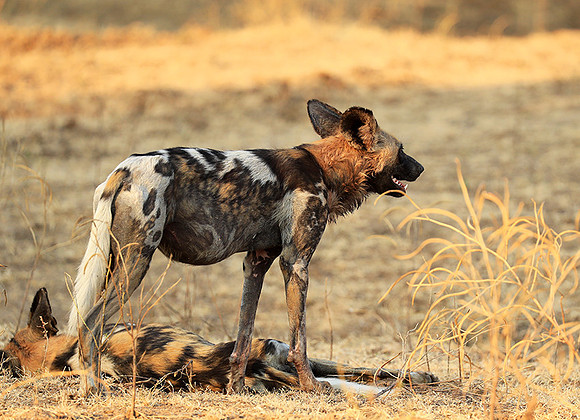 South Luangwa National Park
