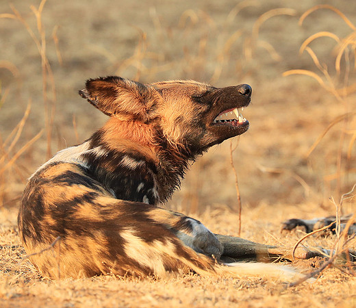 South Luangwa National Park