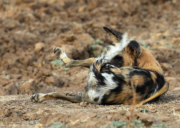 South Luangwa National Park