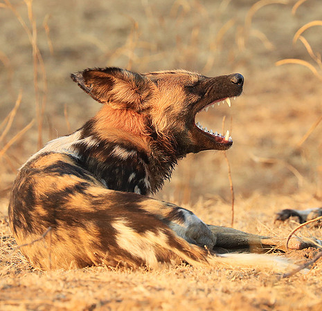 South Luangwa National Park