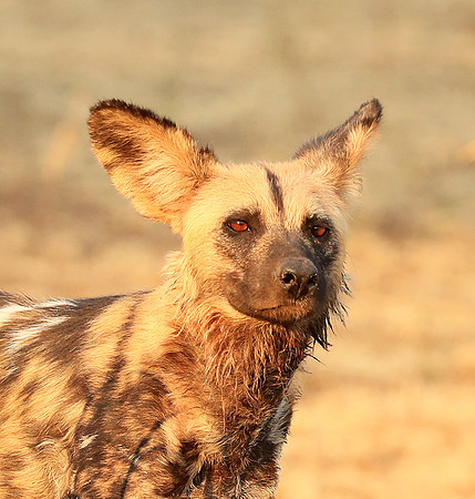 South Luangwa National Park