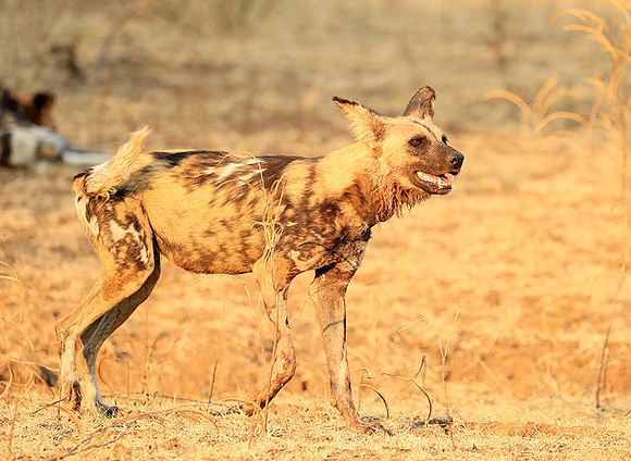 South Luangwa National Park