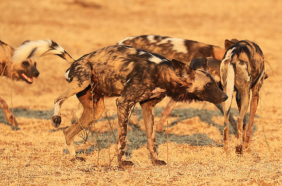 South Luangwa National Park