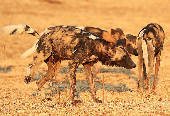 South Luangwa National Park