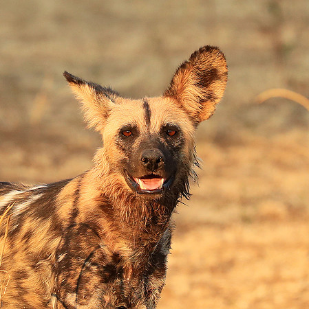 South Luangwa National Park