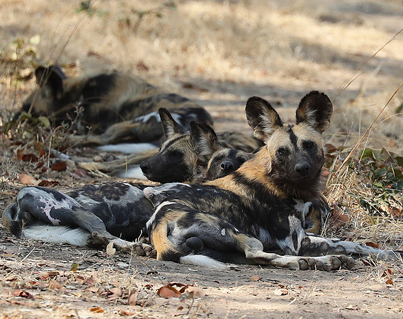 South Luangwa National Park