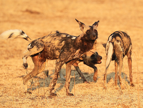 South Luangwa National Park