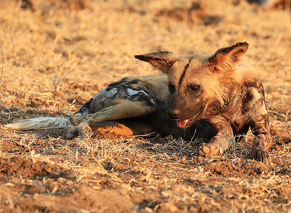 South Luangwa National Park