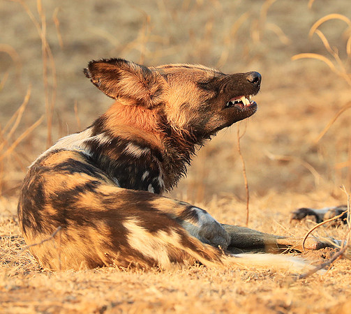 South Luangwa National Park