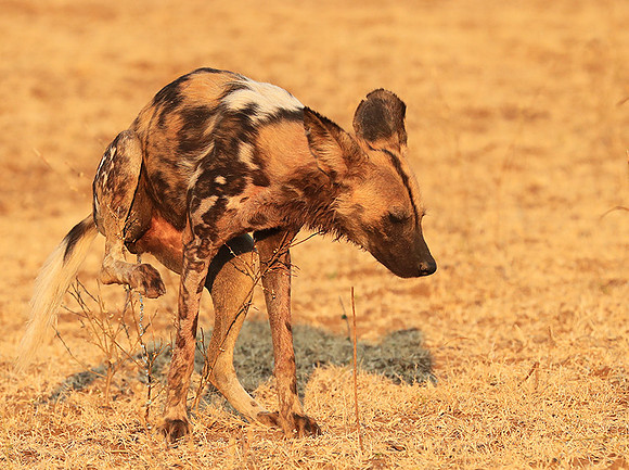 South Luangwa National Park