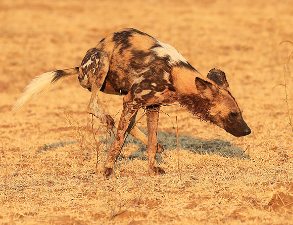 South Luangwa National Park