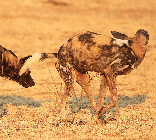 South Luangwa National Park