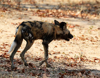 South Luangwa National Park