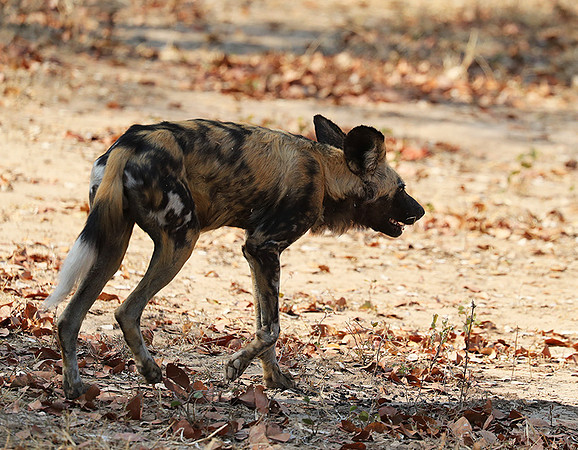 South Luangwa National Park