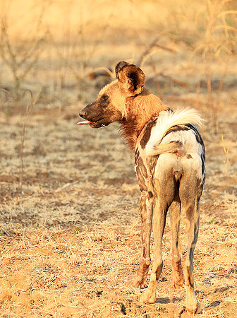 South Luangwa National Park