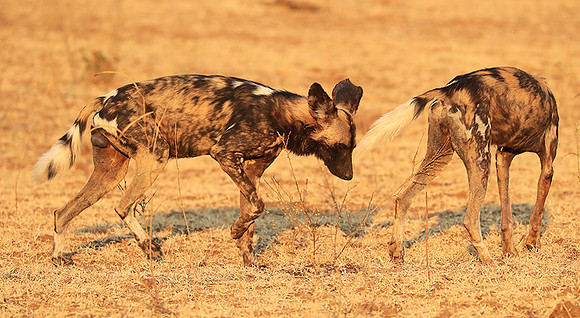 South Luangwa National Park