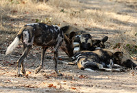 South Luangwa National Park