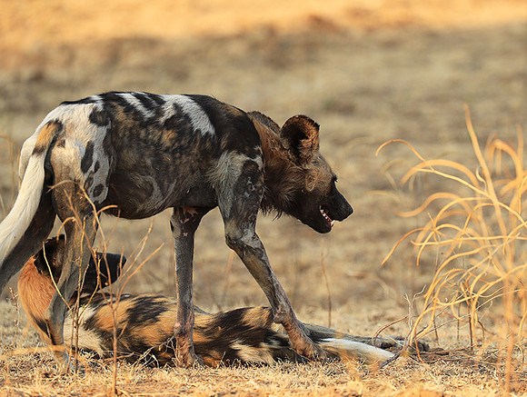 South Luangwa National Park