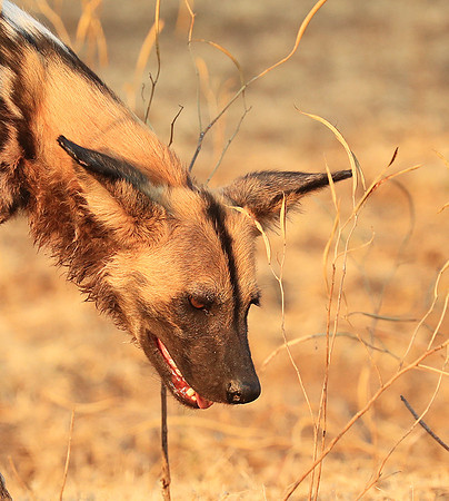 South Luangwa National Park