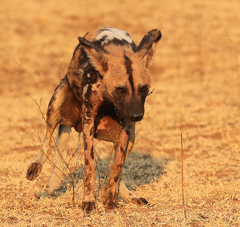 South Luangwa National Park