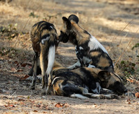 South Luangwa National Park