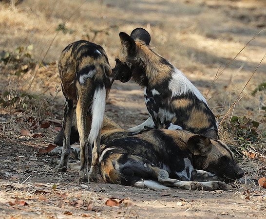 South Luangwa National Park