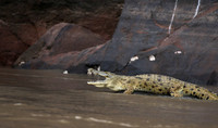 Selous