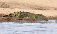 Selous