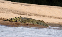 Selous