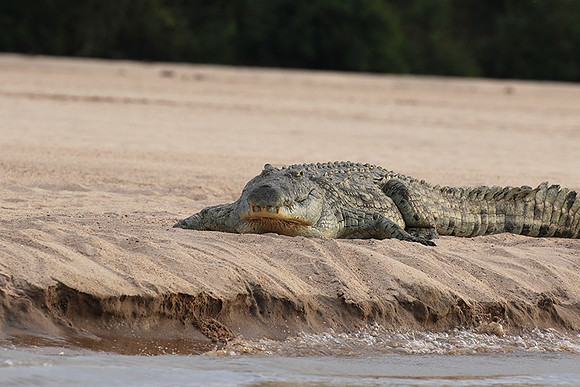 Selous