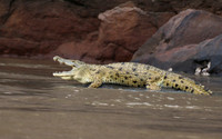 Selous