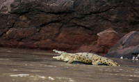 Selous