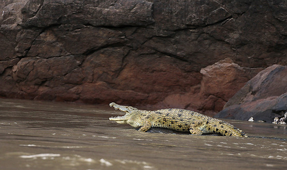 Selous