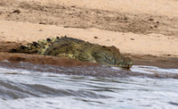 Selous