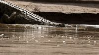 Selous