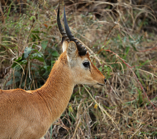 South Luangwa NP