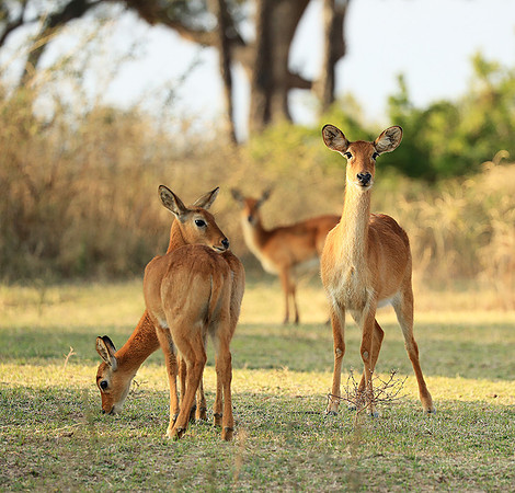 South Luangwa NP