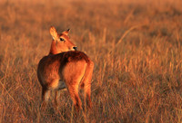 Kafue NP