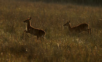 Kafue NP